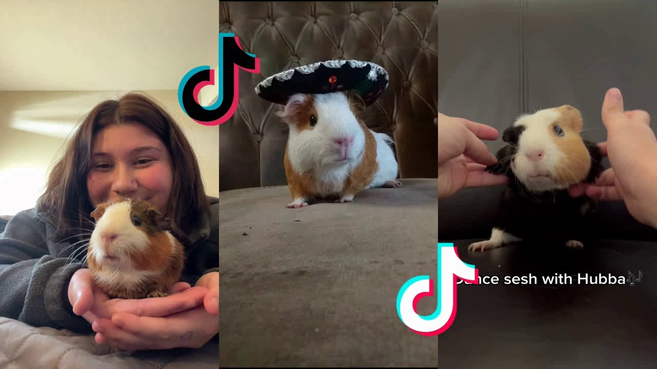 Cute Guinea Pigs - Tiktok Compilation #27