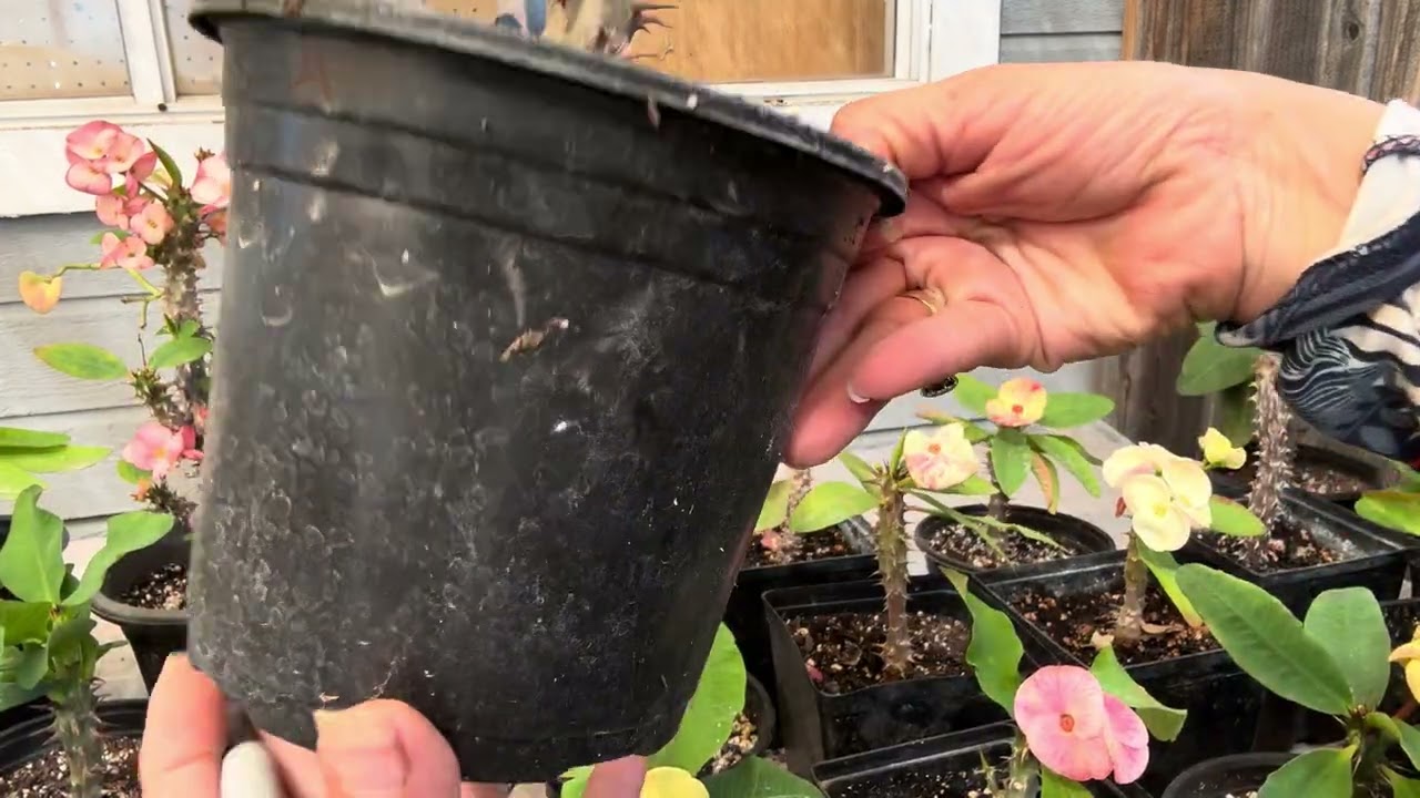 Hola  . Lo disponible  de plantas coronas de cristo marzo 12 bendiciones 