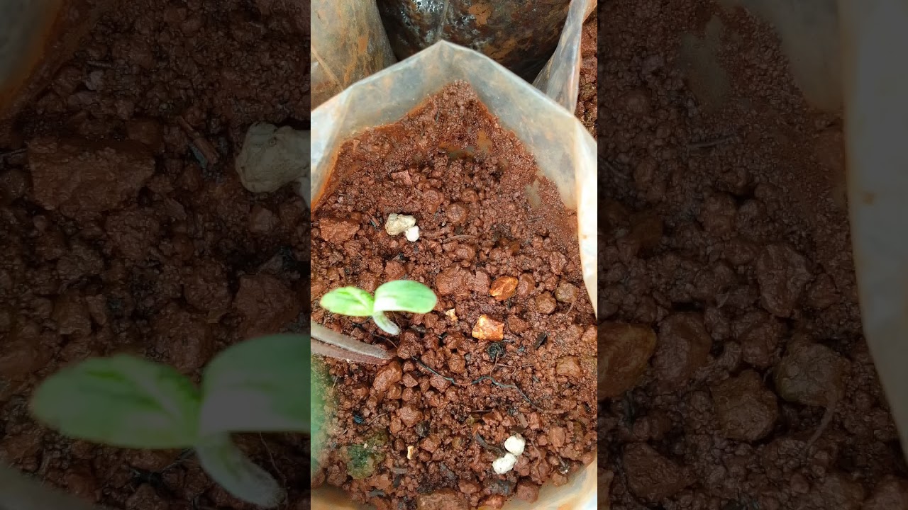 #weedseeds #growingweed #diyweed from seeds through all growth stages