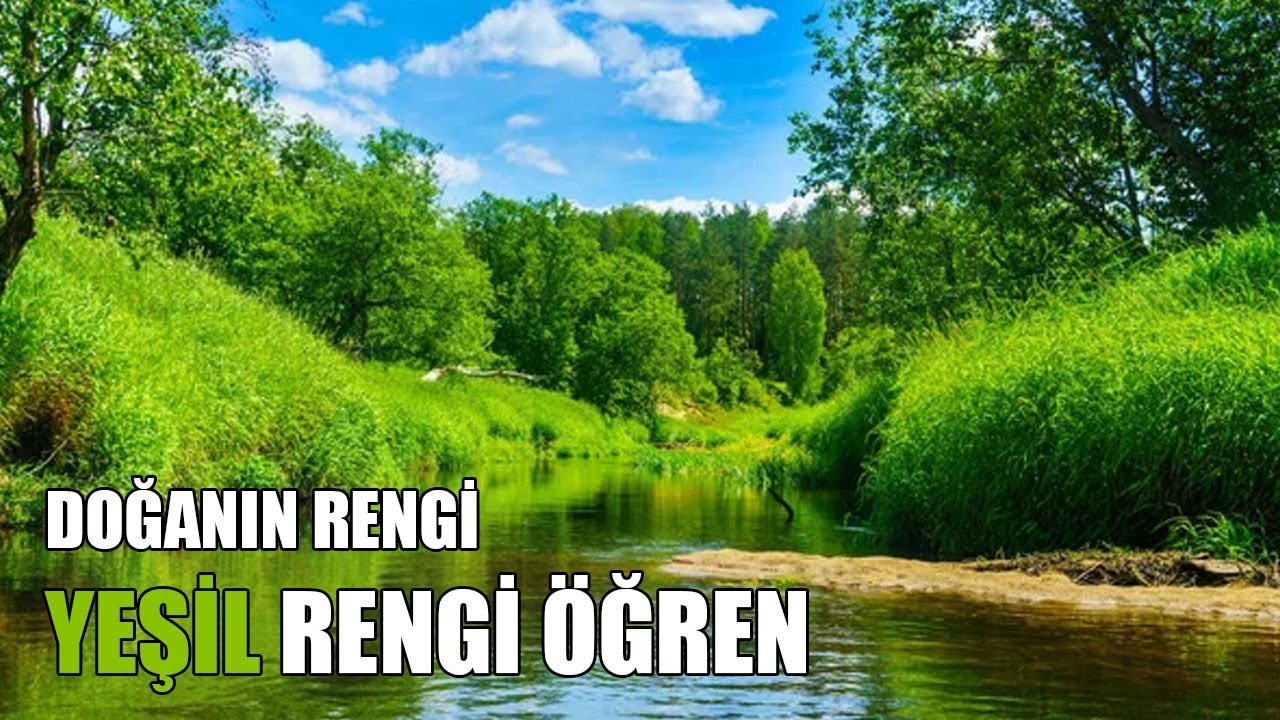 🌳 Doğanın Rengi: Yeşil! 🌿 Çocuklar İçin Renkleri Keşfediyoruz