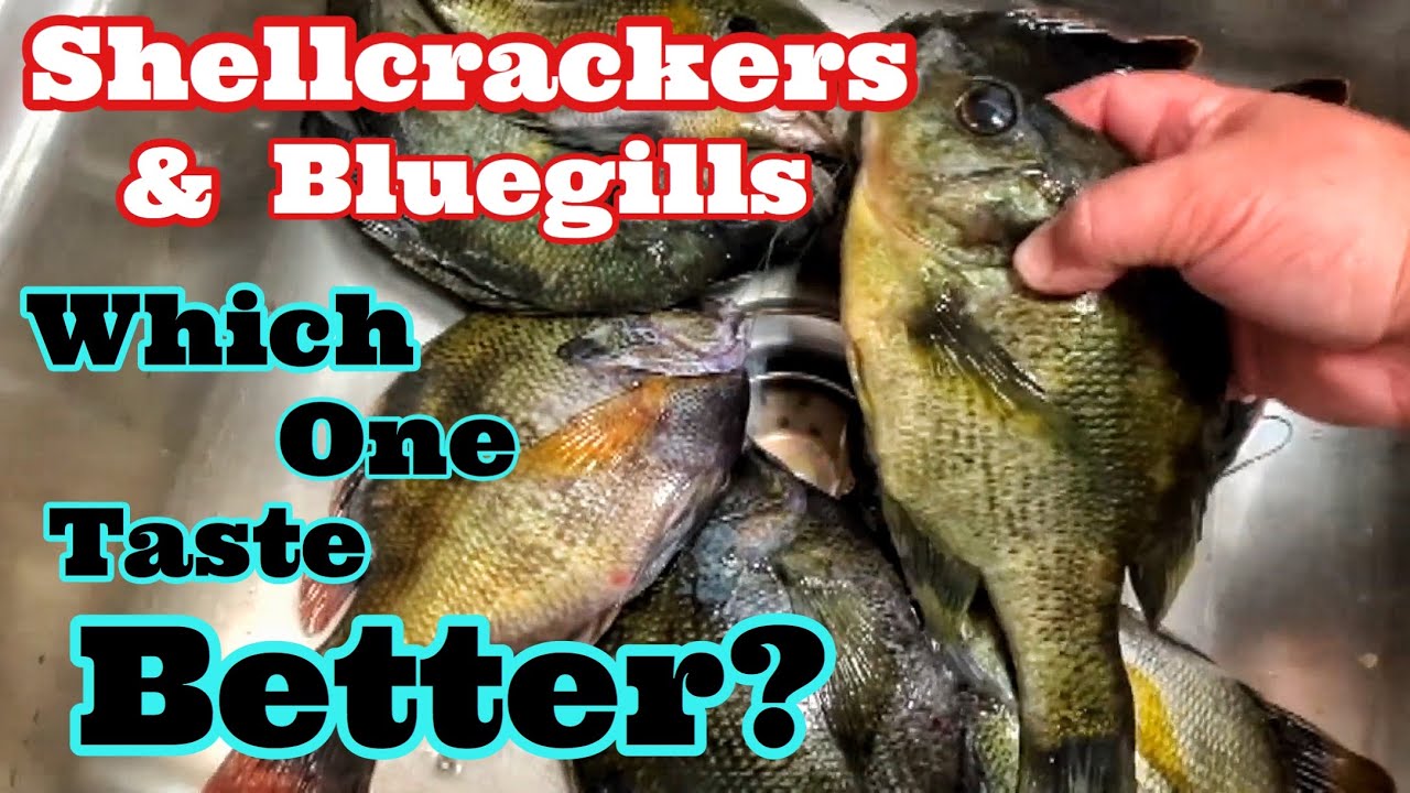 Shellcrackers & Bluegills