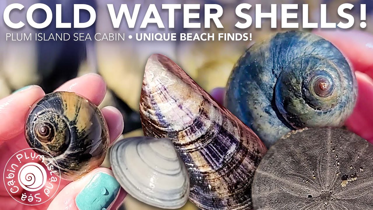 Cold Water Shells! | Shelling Adventure | Virtual Shelling New England | Plum Island Massachusetts
