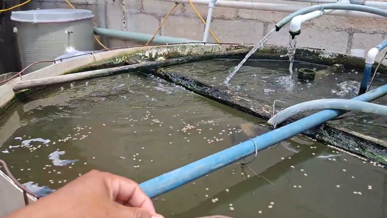 Cambió el clima y mis tilapias dejan de comer..👍🏻👍🏻🤠🐟