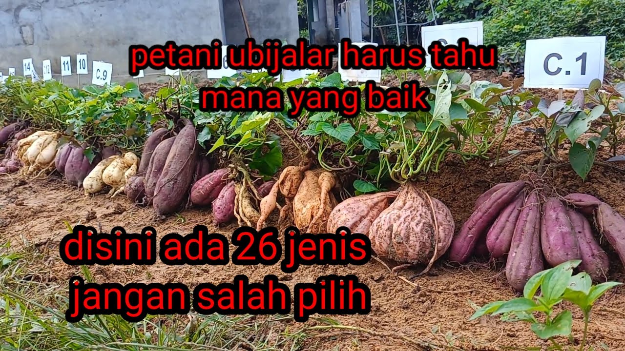 26 jenis ubi jalar petani harus tahu mana yang lebih banyak umbinya