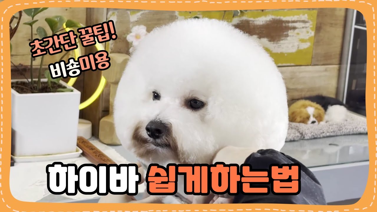 커브가위 하나로 쉽게하는 비숑 하이바미용
