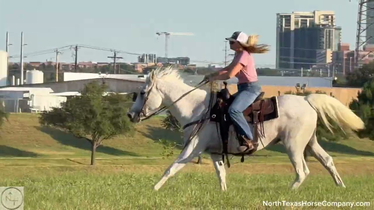 “Breezy”- 14.3H, 14 yr old gray mare BEGINNER SAFE KIDS HORSE 
