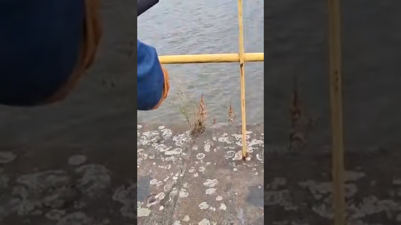 Flunder in der Elbe! Ganzes Video seht ihr auf unserem Kanal 