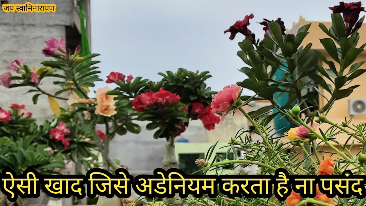 ऐसी खाद जिसे अडेनियम करता है नापसन्द | Adenium Dislikes This Fertilizer  | Desert Rose Plant
