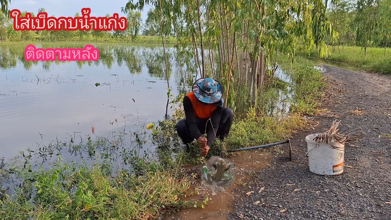 ใส่เบ็ดกบ ริมน้ำแก่ง เดินกลับติดตามหลัง กบใหญ่ กบใหม่ กบเยอะมากปีนี้