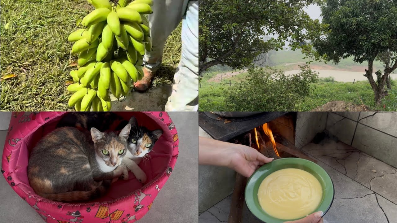 COLHEMOS BANANA NO PÉ E FIZEMOS CURAU DE MILHO NA ROÇA!