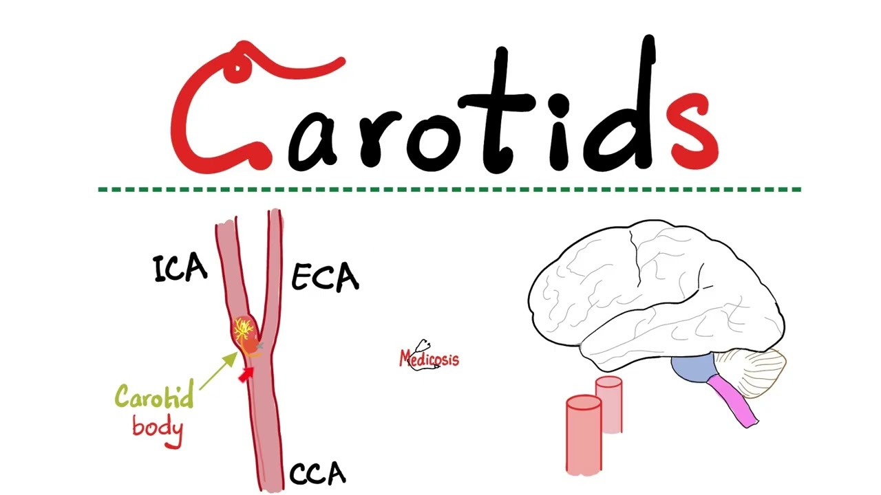 Carotid Arteries - Internal Carotid Artery (ICA), External Carotid Artery (ECA) - Anatomy of Neck