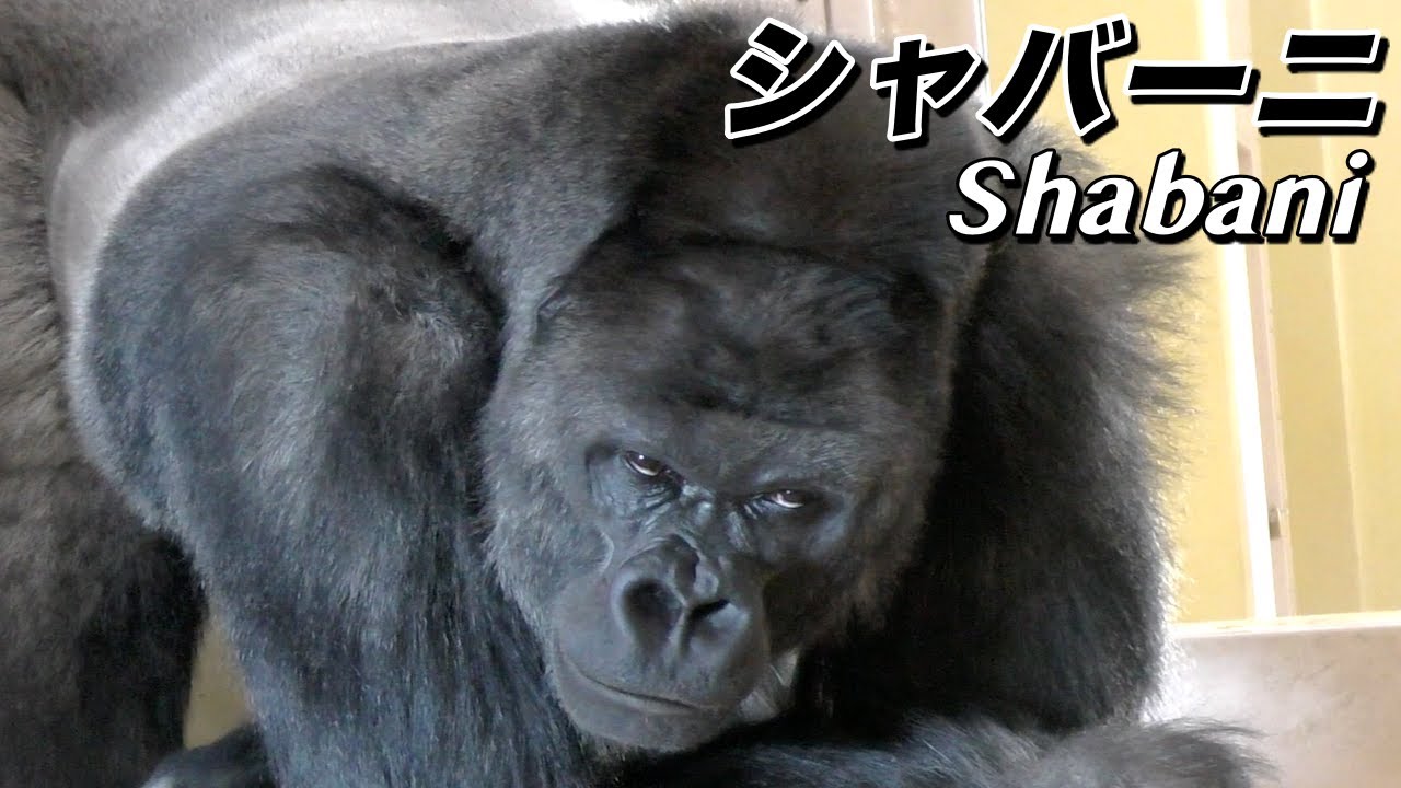 【シャバーニ】絶対惚れる 超イケメンのゴリラを紹介〜自慢のシルバーバック ゴリラのドラミング〜（Shabani）