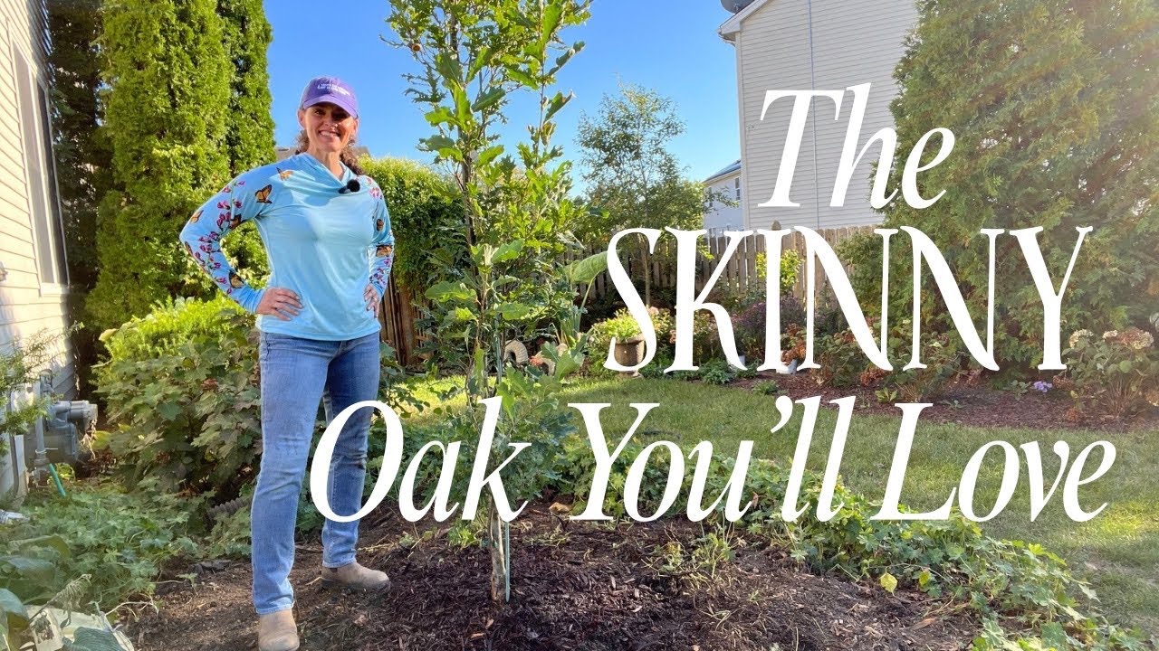 Посадка дуба «Кримсон Спайр» | Идеальное дерево для небольших садов