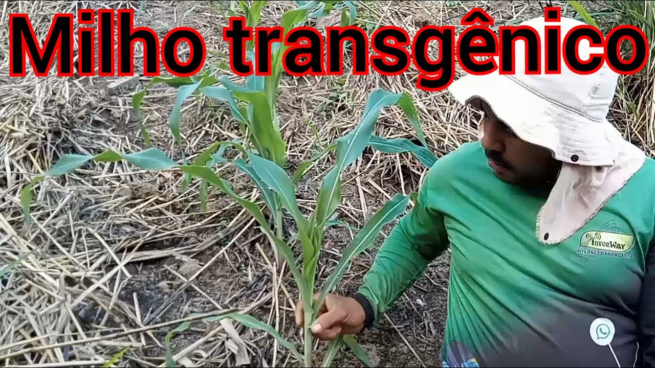 o que é milho transgênico? qual a vantagens e desvantagens?
