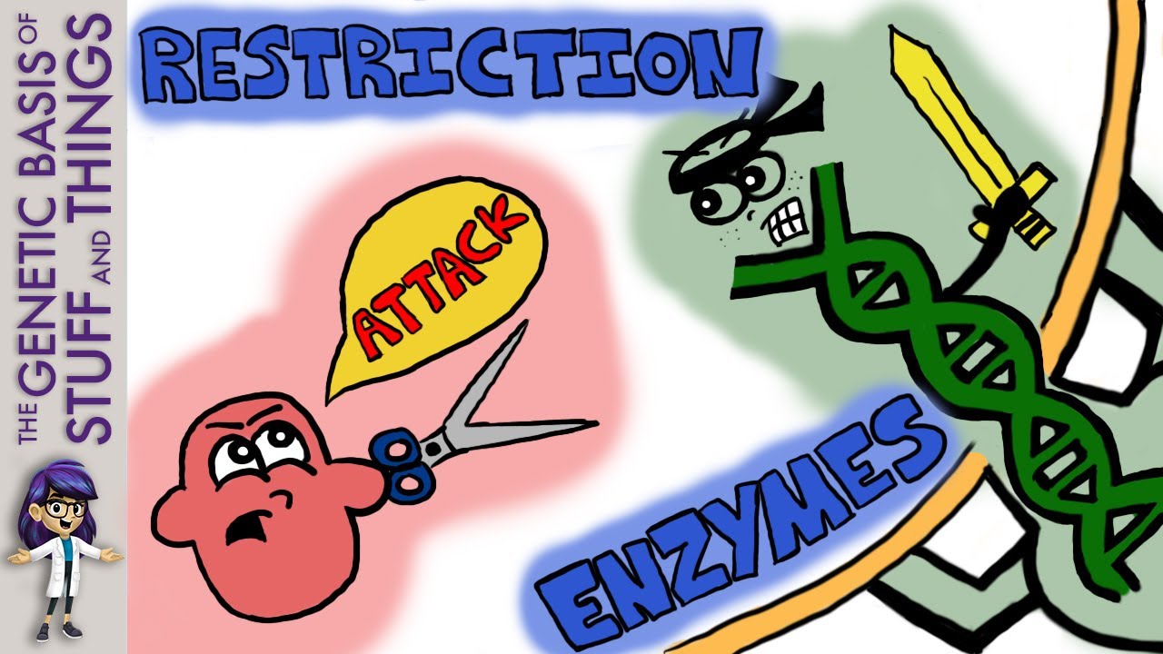 The scissor servant: restriction enzymes and the birth of genetic engineering