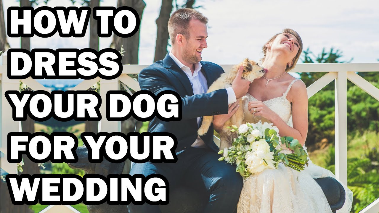 How to Dress Your Dog for Your Wedding || A Beginner&rsquo;s Guide To Dog Costumes for Your Wedding