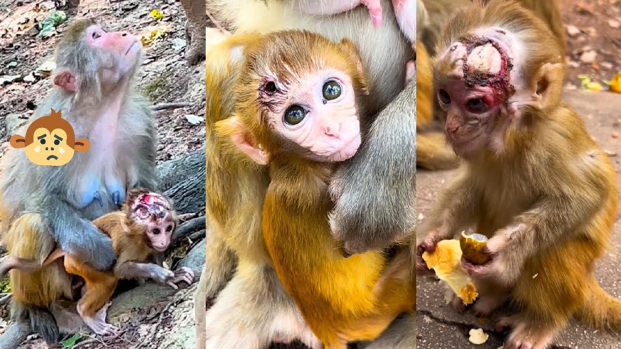 What happened to the poor little monkeys? Their wounds are so bad.