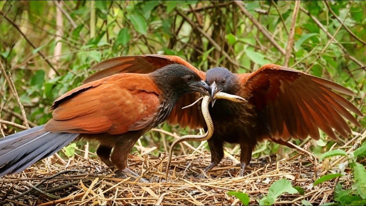 &ldquo;Snake vs Bird The Greater Coucal&rsquo;s Astonishing Victory&rdquo;