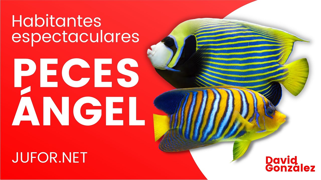 5 HABITANTES espectaculares para tu ACUARIO MARINO 🐠