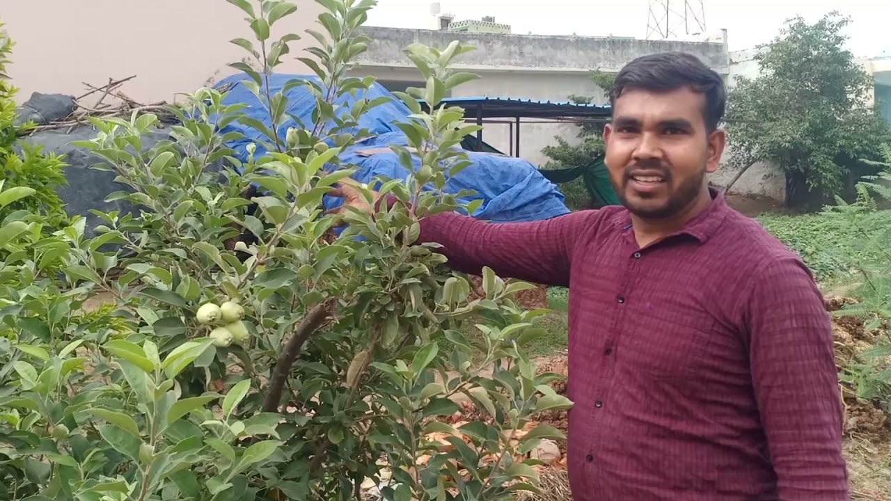 HRMN -99 apple plant grow and care and apple cultivation