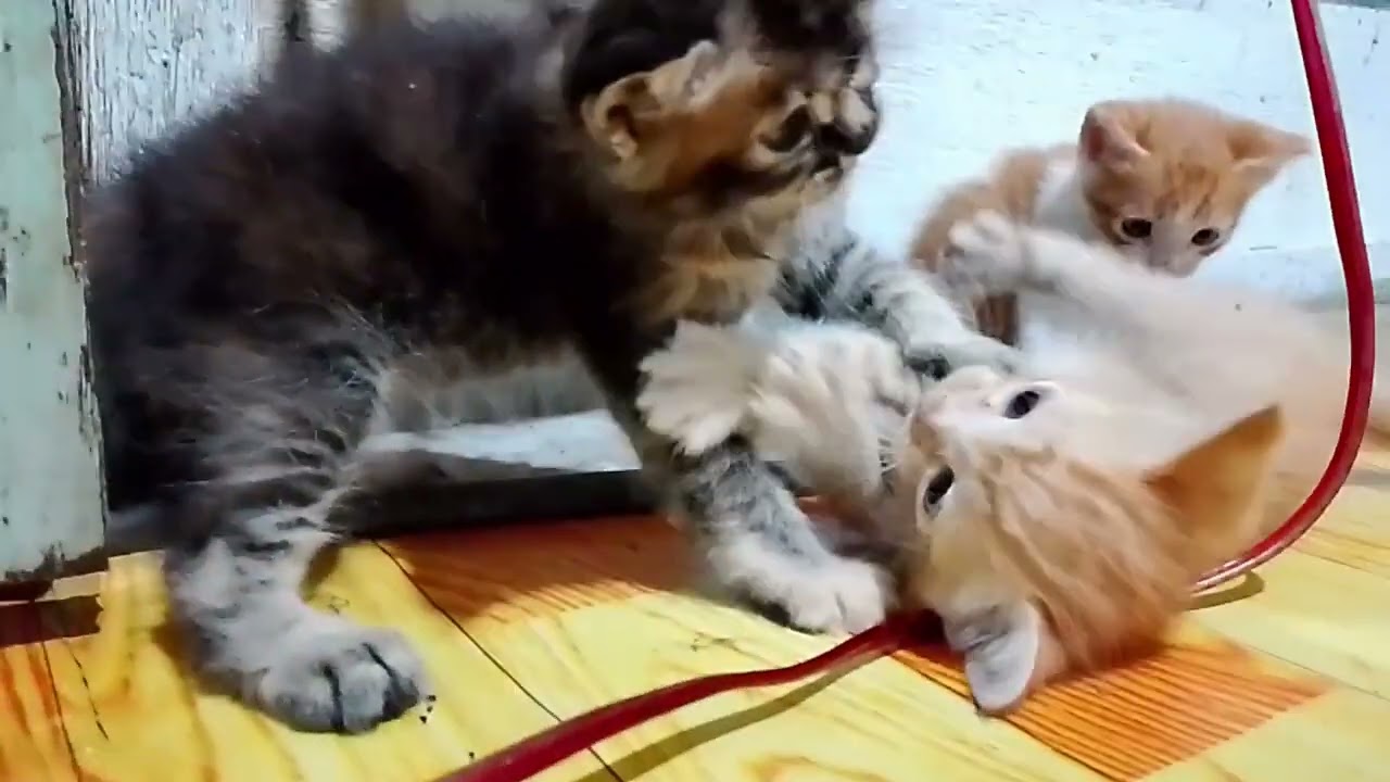 Kegiatan Ochil dan teman teman #catlovers