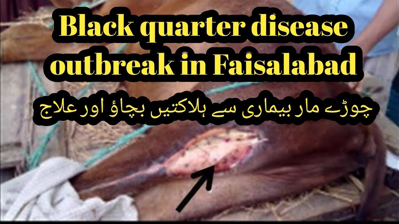 Choray maar bemari II Black quarter disease in cattle II Treatment if black quarter II Black quarter