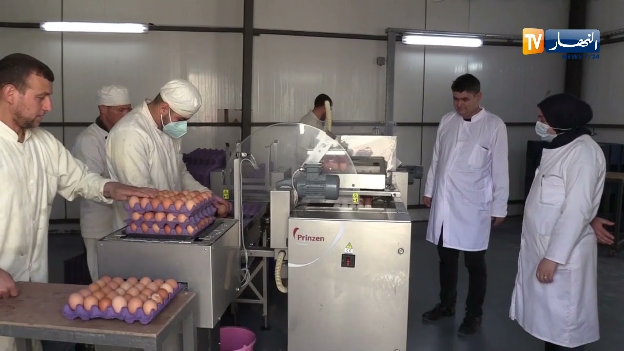 تيزي وزو: رمضان يخوض تجربة ناجحة في إنتاج البيض ويخلق مناصب الشغل بفريحة