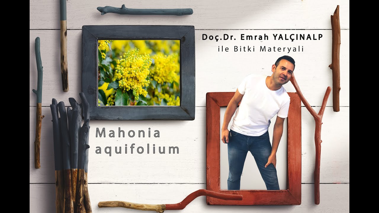 Peyzaj Mimarlığında Bitki Materyali II - Mahonia aquifolium