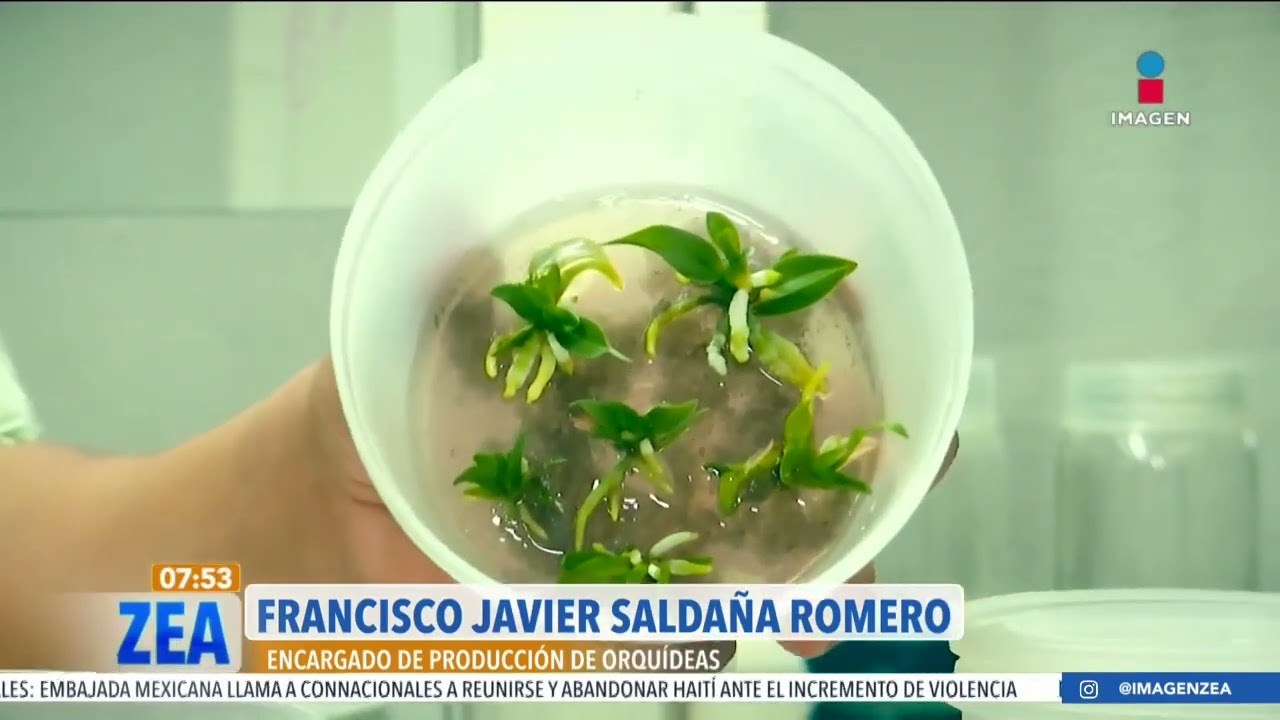Preservan orqu&iacute;deas en peligro de extinci&oacute;n | Noticias con Francisco Zea