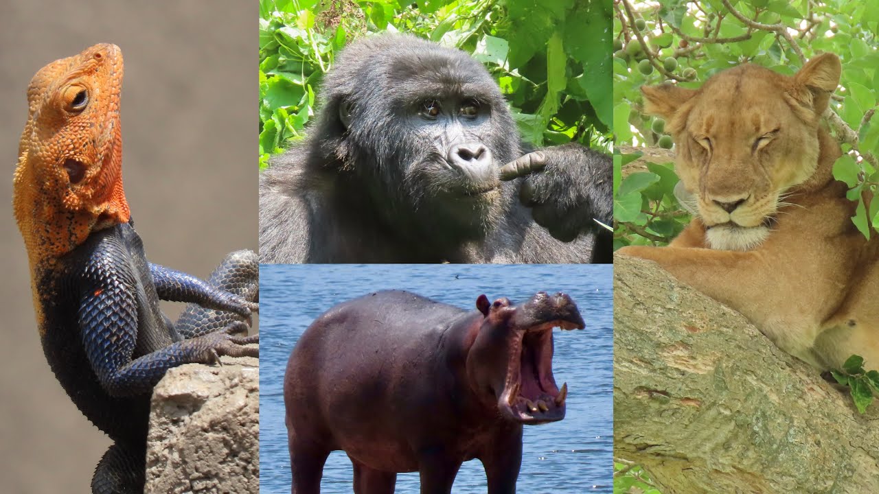 Wildlife in Uganda