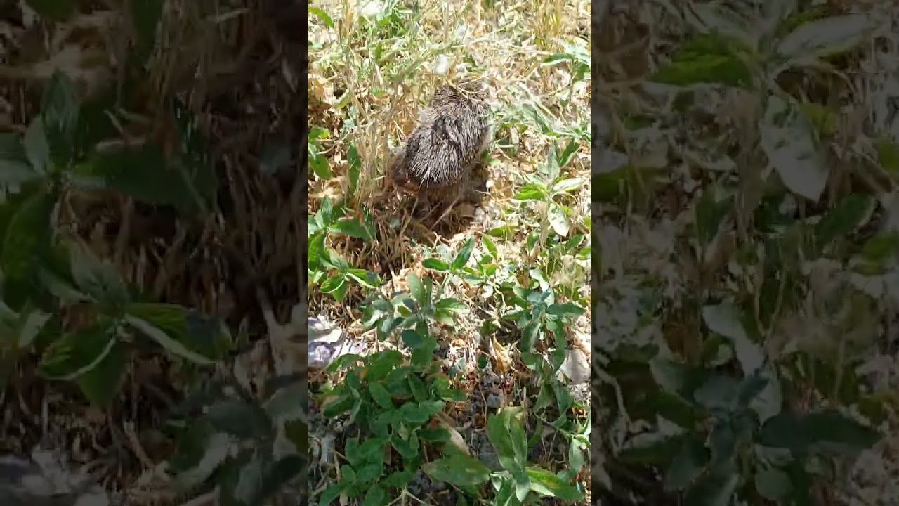 kirpi bostana girdi #besni #kirpi#adıyaman #telağa&ccedil; k&ouml;y&uuml; #keşfet #tarım