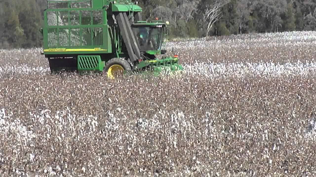 Dryland cotton picking @ Reardon Farms Talwood Qld