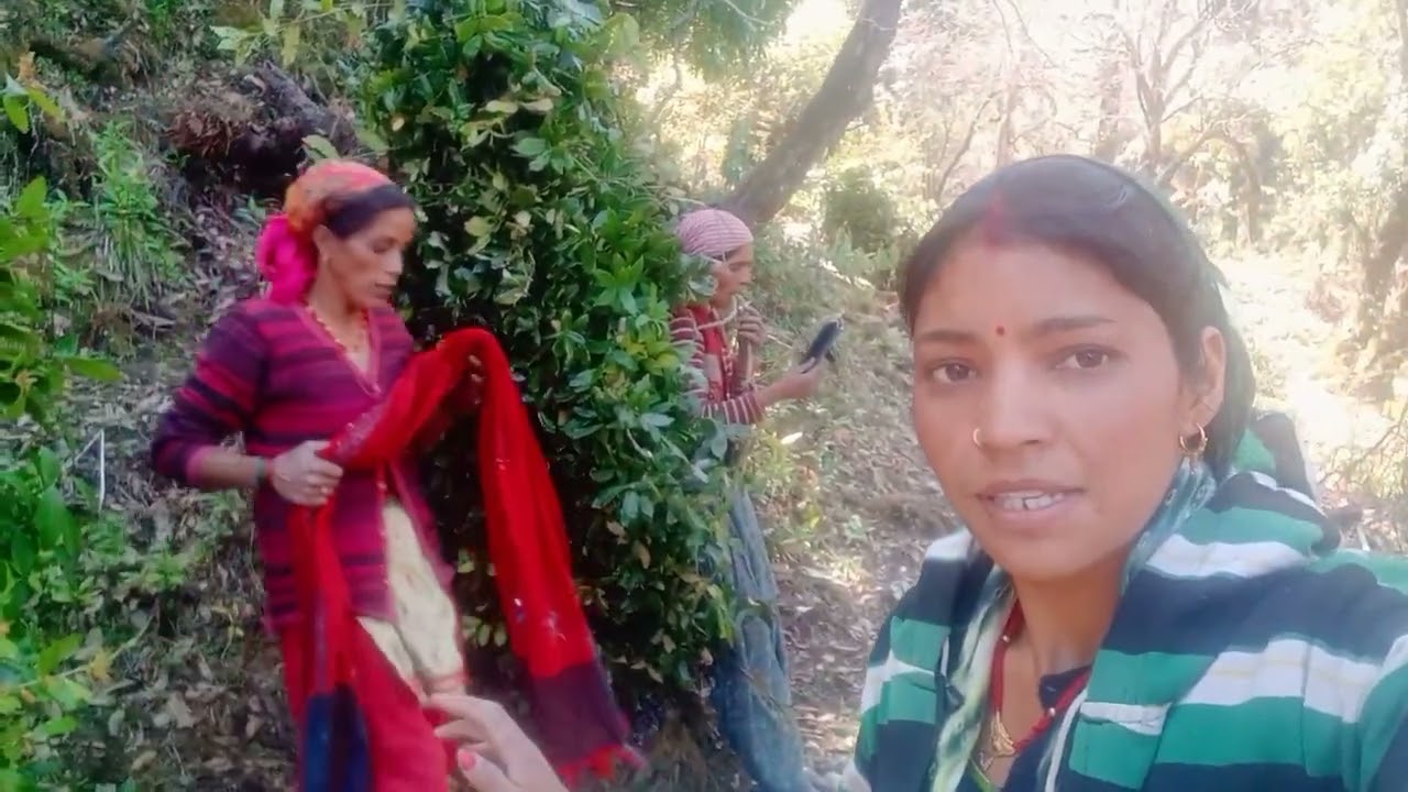 आज जगल 🌲🌲🌲