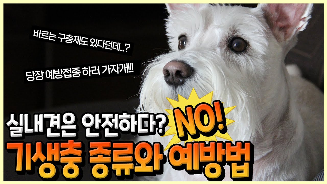 강아지에게 잘걸리는 기생충과 예방법-(오디오 수정본)
