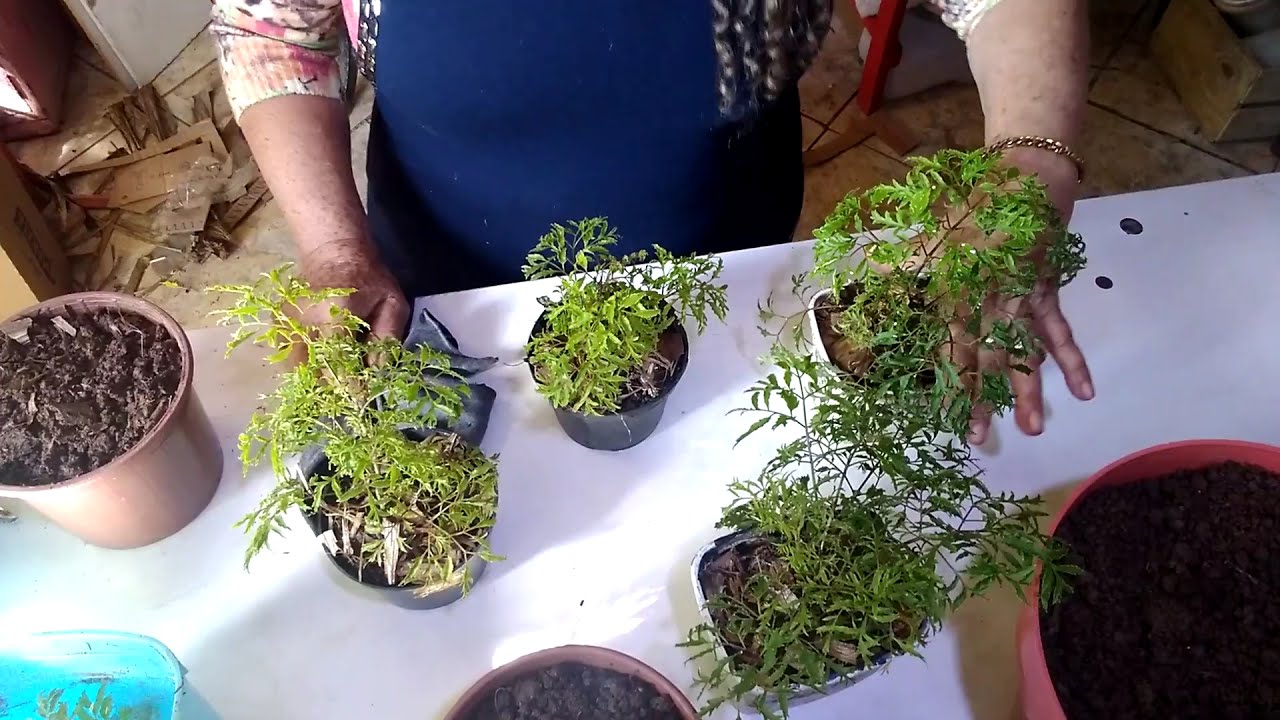 COMO FAZER  mudas de árvore da felicidade vamos plantar dicas surya freire