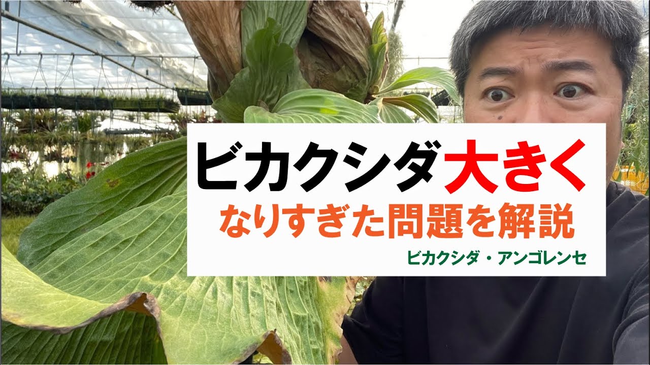 ビカクシダ大きくなりすぎた問題を解説