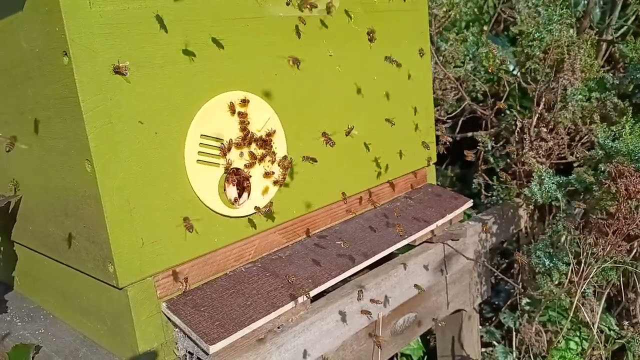 Lekker los gaan op de wilg!