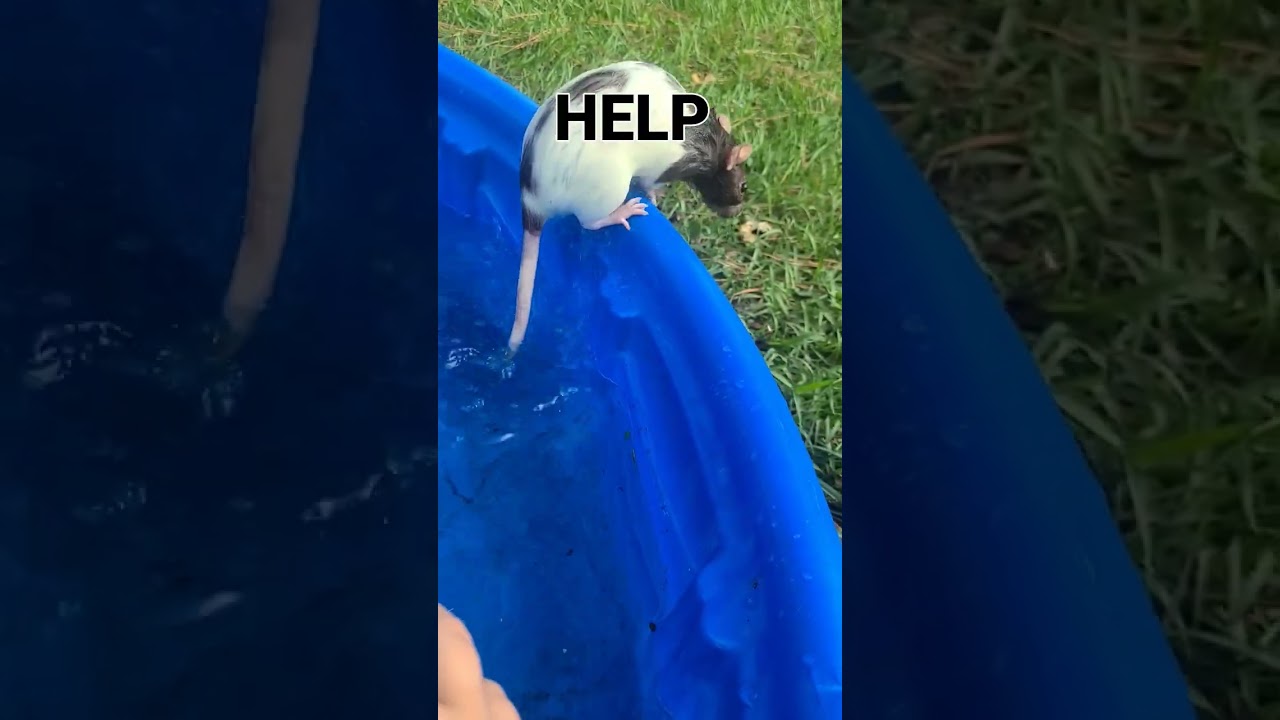 RAT IN THE POOL