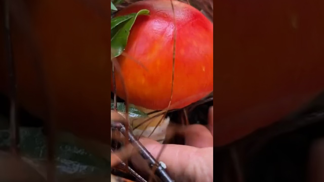 &iquest;C&oacute;mo identificar los hongos 🍄 comestibles y venenosos?