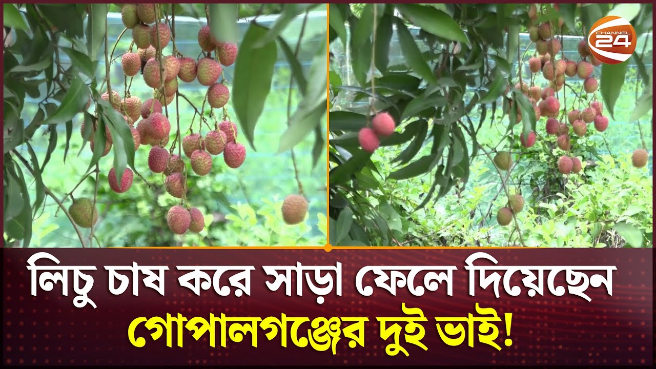 বাণিজ্যিক আকারে লিচু চাষ করে সাড়া ফেলে দিয়েছেন গোপালগঞ্জের দুই ভাই! | Gopalganj News | Channel 24