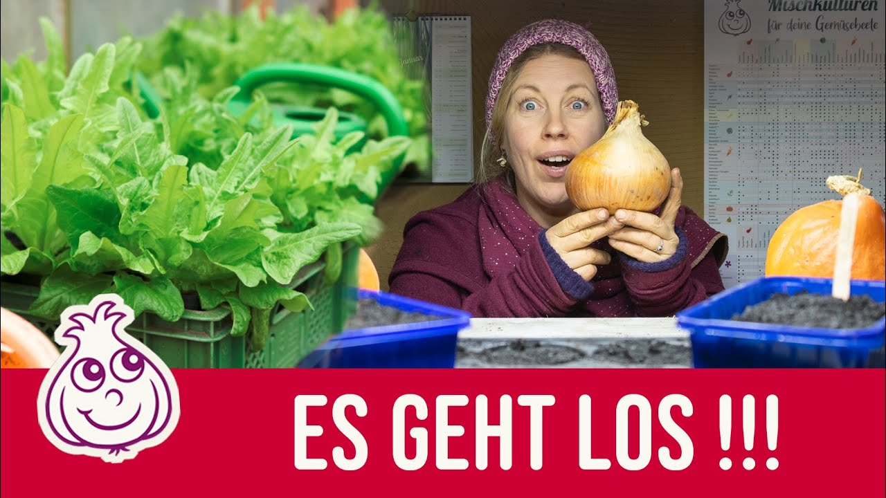 Aussaaten im Januar. Was ist der beste Ort für die Jungpflanzen-Anzucht?