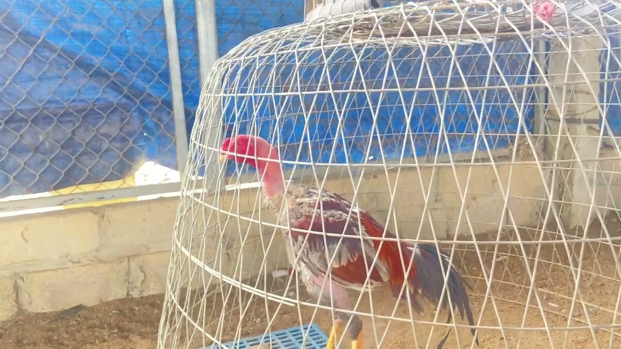 13 tám về nuôi gà cho vui ae