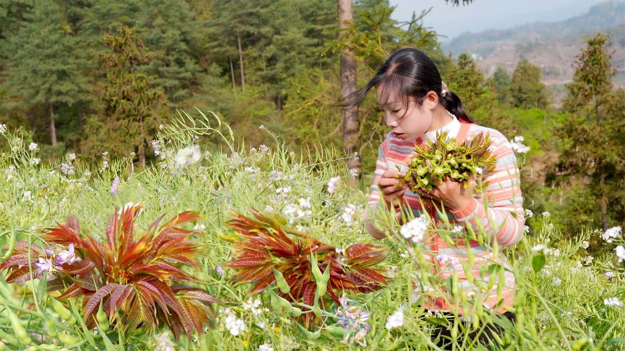 树尖上的美味，吃了它才算过完整个春天【香椿】Use Toona sinensis to make several kinds of Chinese food ｜ 野小妹 wild girl