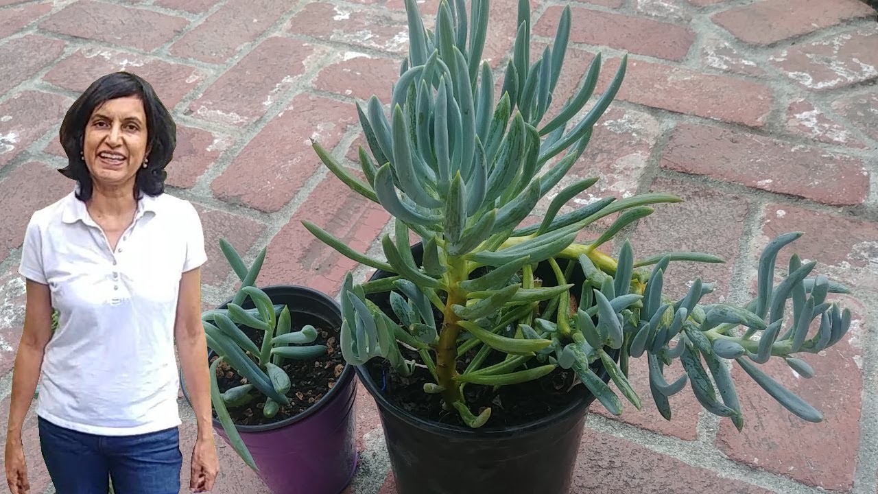 Propagating Blue Chalk Sticks Succulent (with updates)
