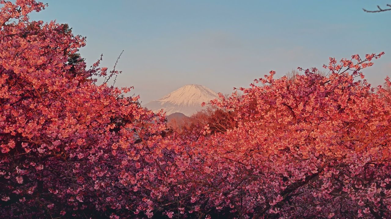 【満開直前 第27回まつだ桜まつり】 神奈川県 松田町 Feb 6, 2026, cherry blossoms