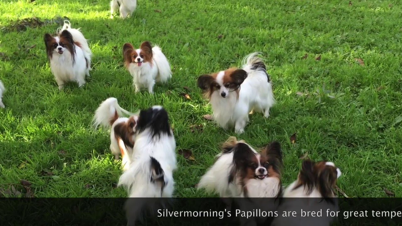Silvermorning's Papillon