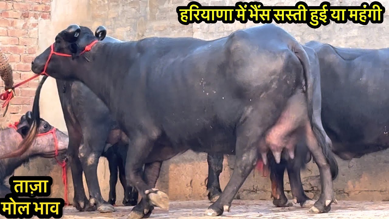 हरियाणा में भैंस सस्ती हुई या महंगी ॥ जानते है ताज़ा अपडेट @Narendraprajapat777 