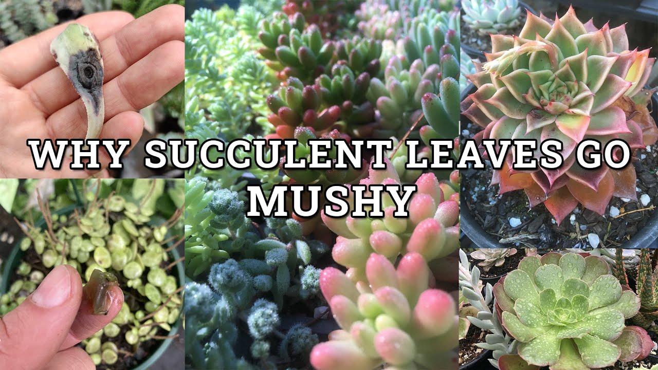 Why Succulent Leaves Turn Mushy- 7 Main Reasons