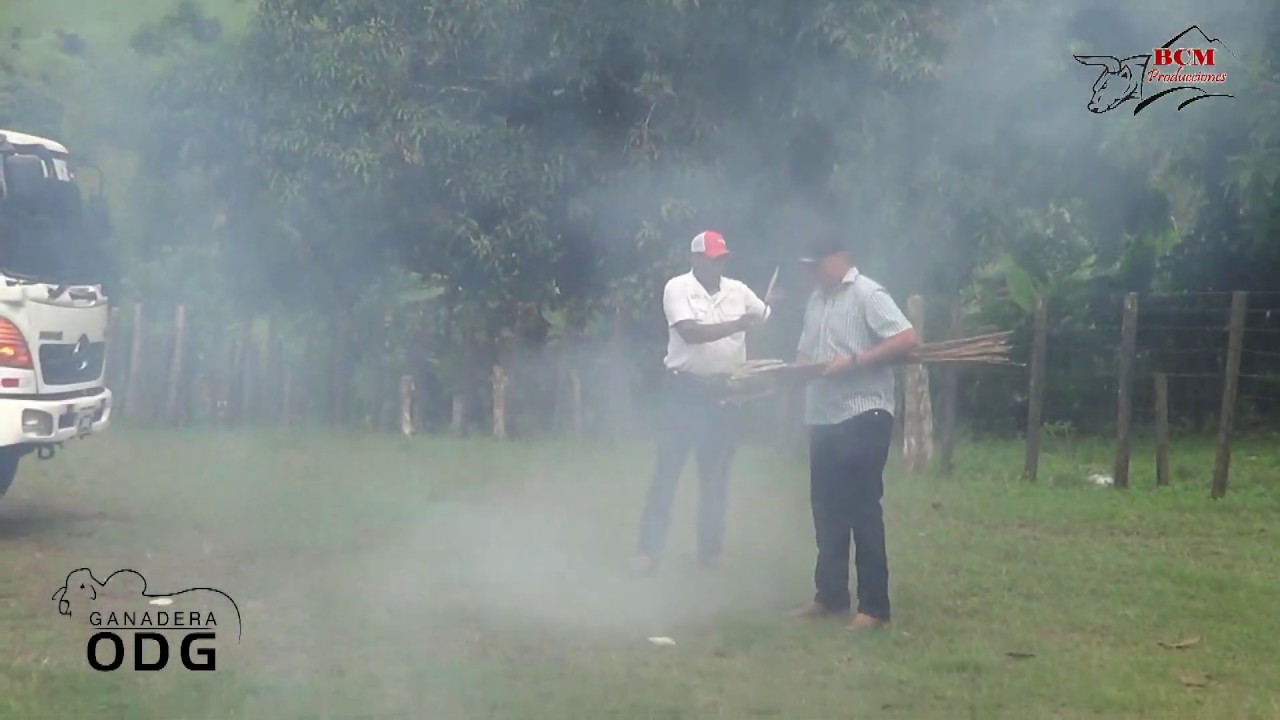 Toros en la Tradicional Amanecida en Llano de Piedras 1 Sept. 2018