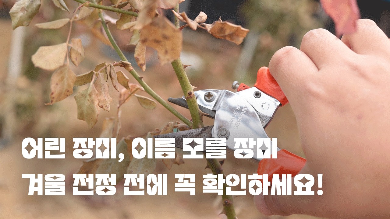 작고 어린 장미, 이름 모르는 장미는 함부로 자르지 마세요!